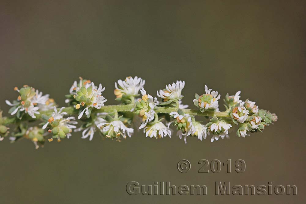 Famille - Resedaceae