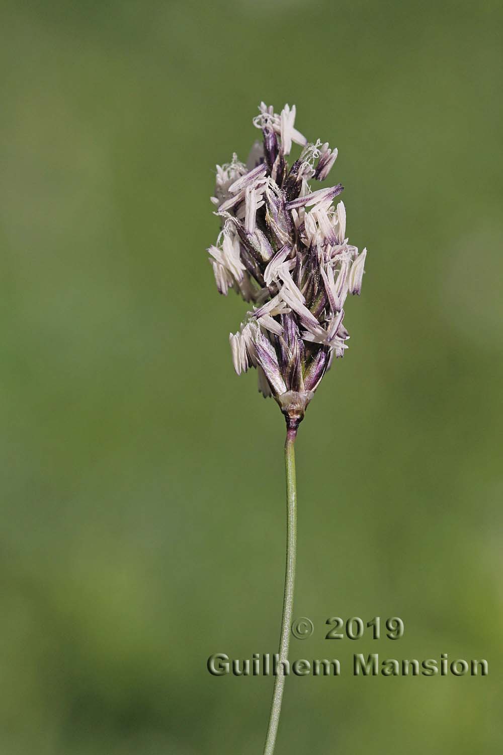 Sesleria caerulea