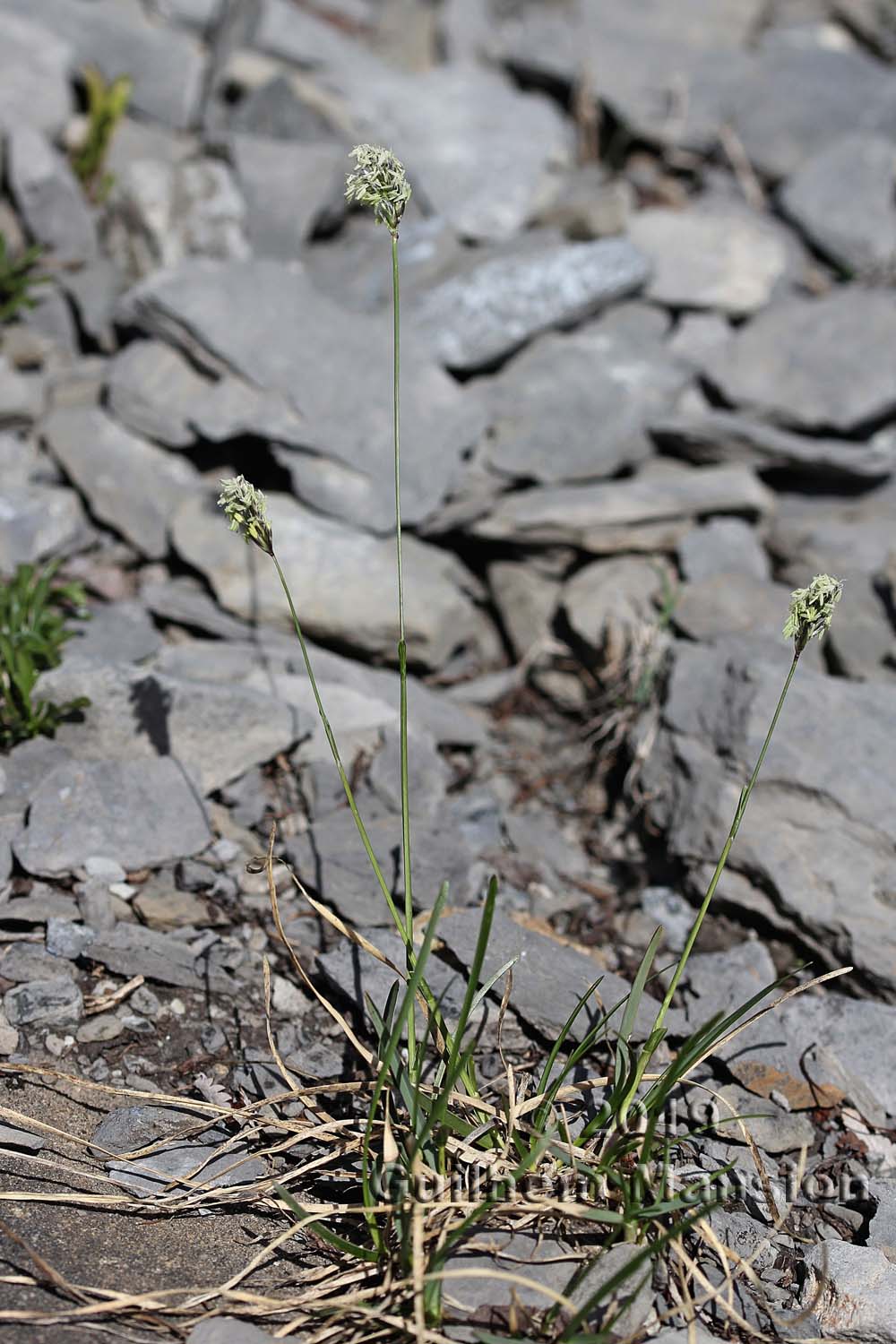 Sesleria caerulea