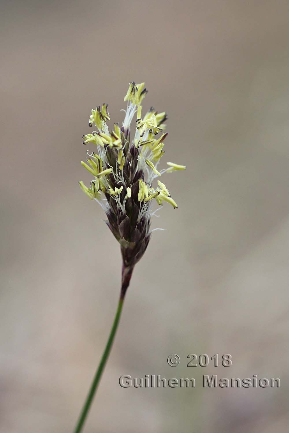 Sesleria caerulea