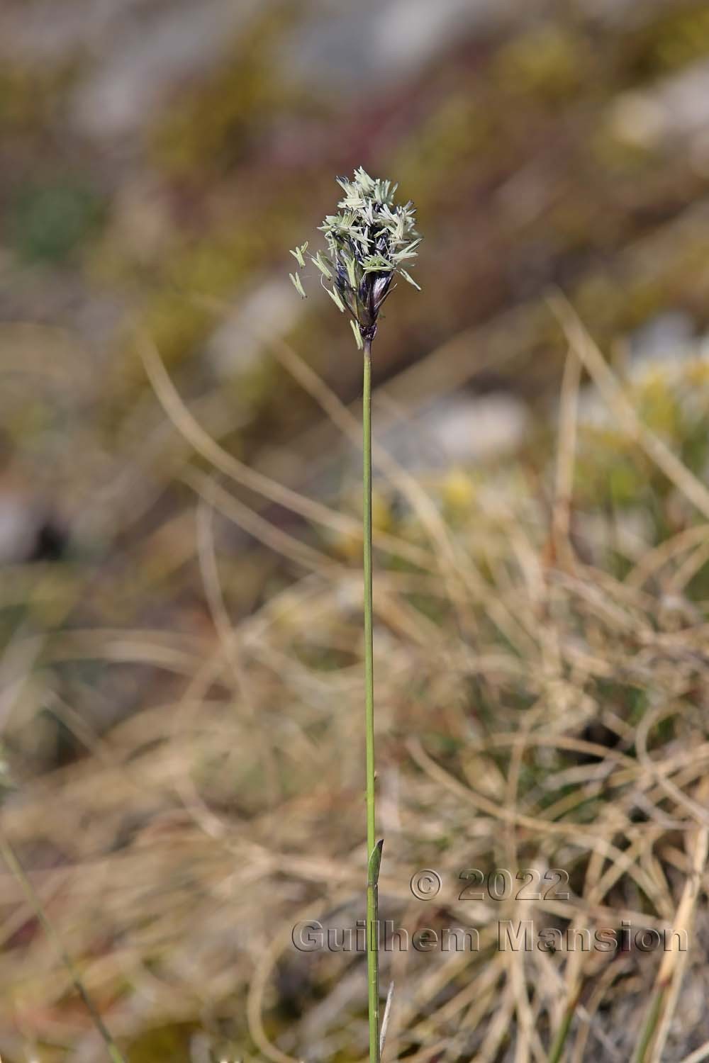 Sesleria caerulea