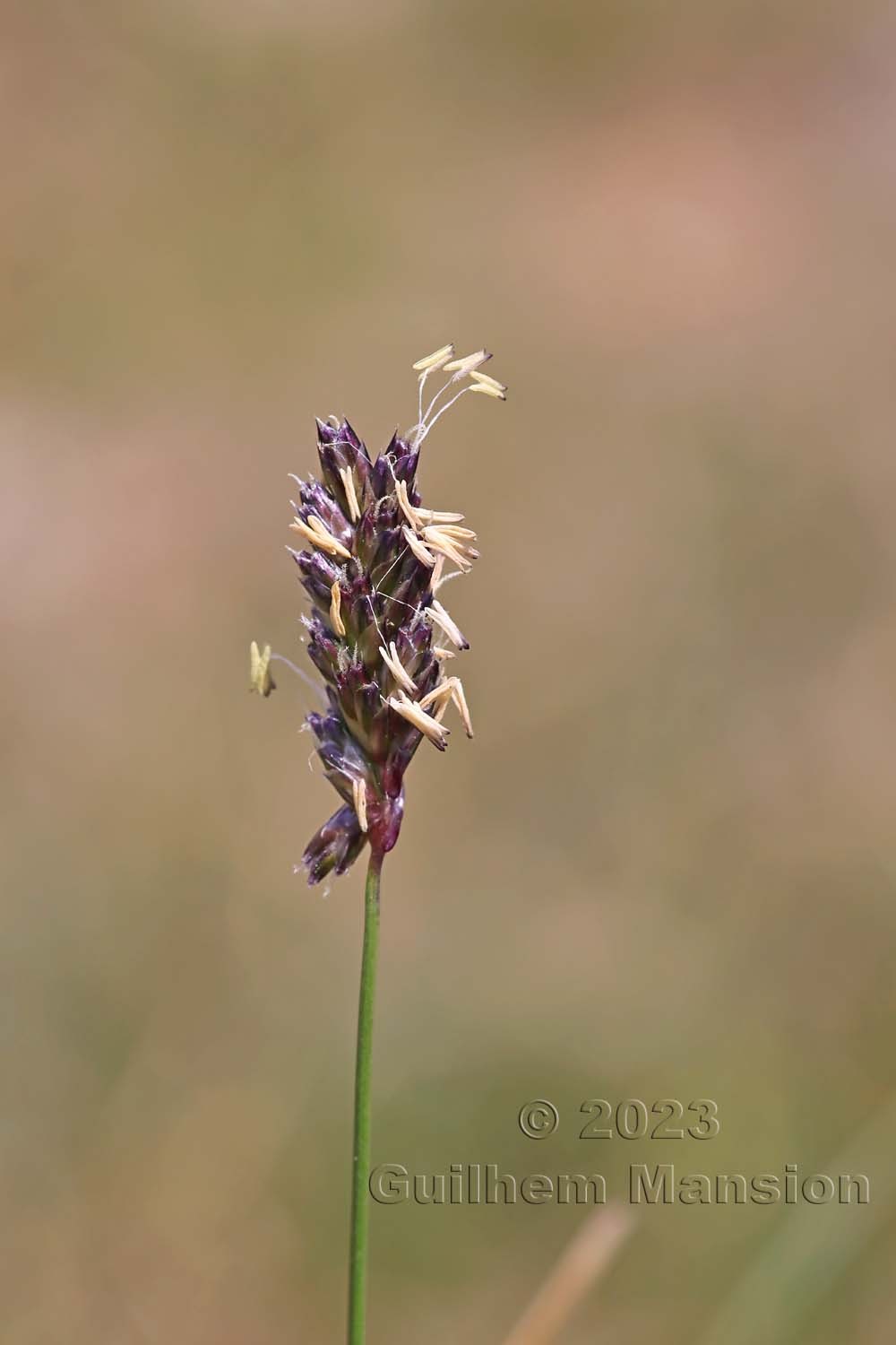 Sesleria caerulea