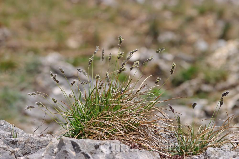 Sesleria caerulea