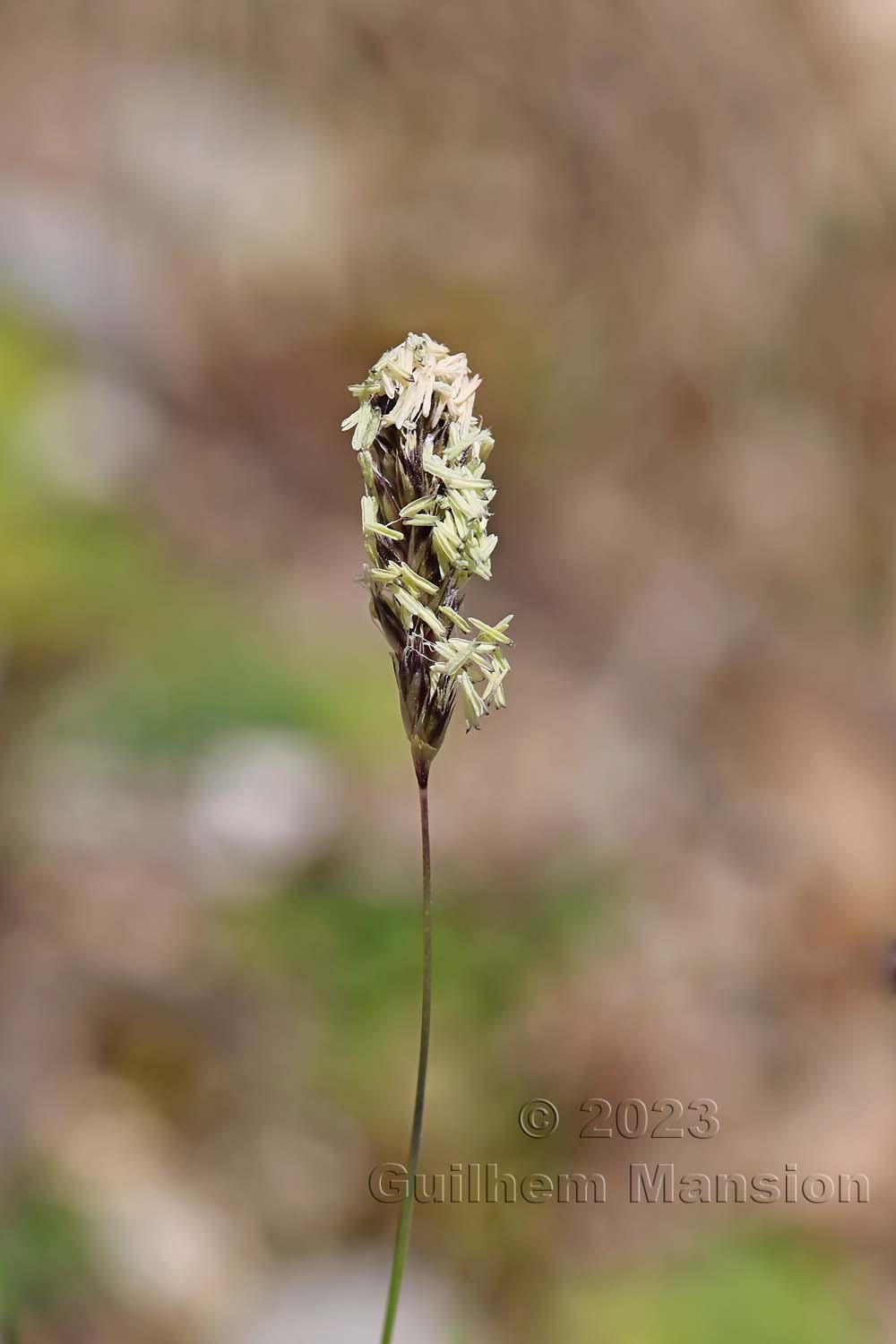 Sesleria caerulea