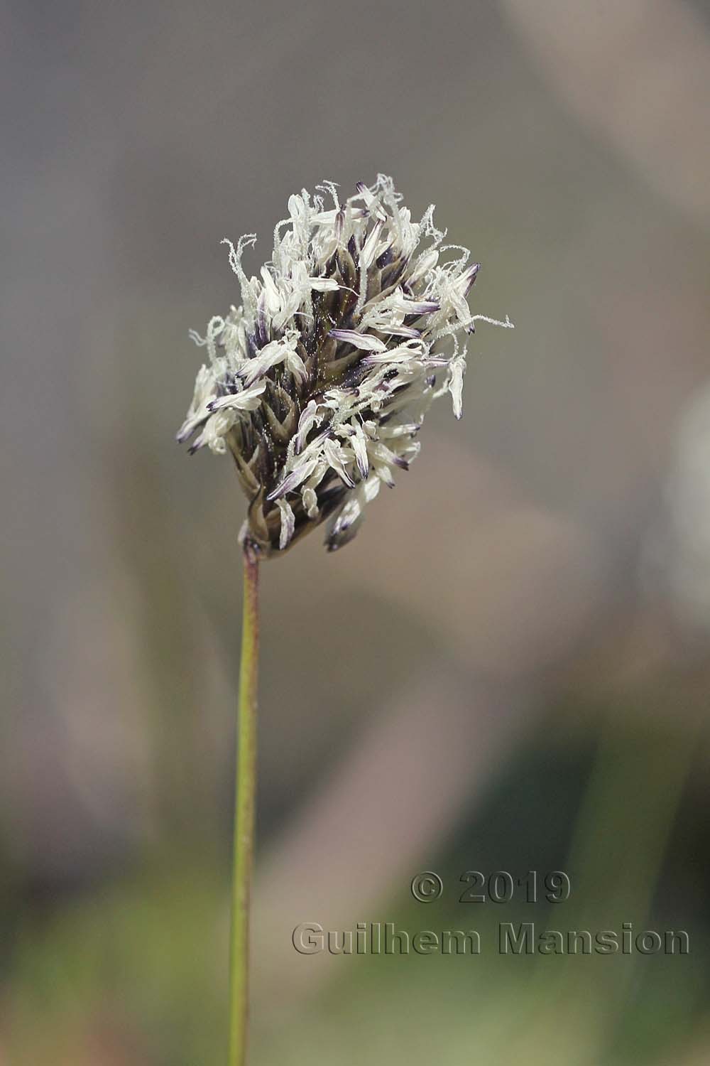 Sesleria caerulea