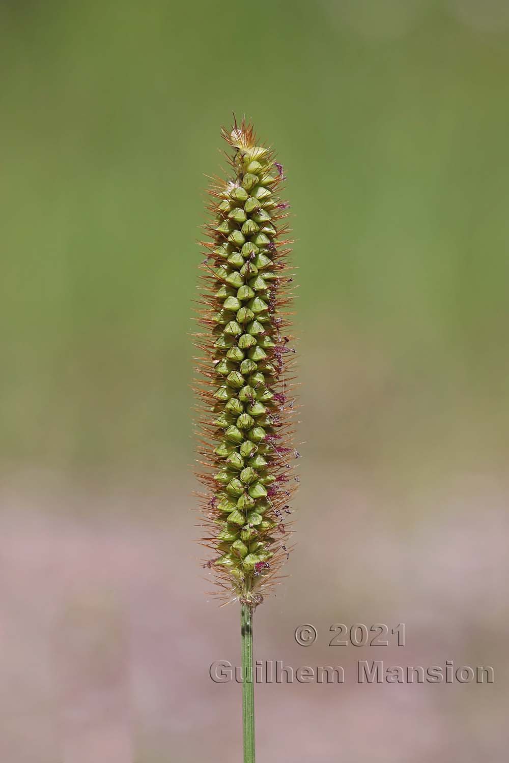 Setaria pumila