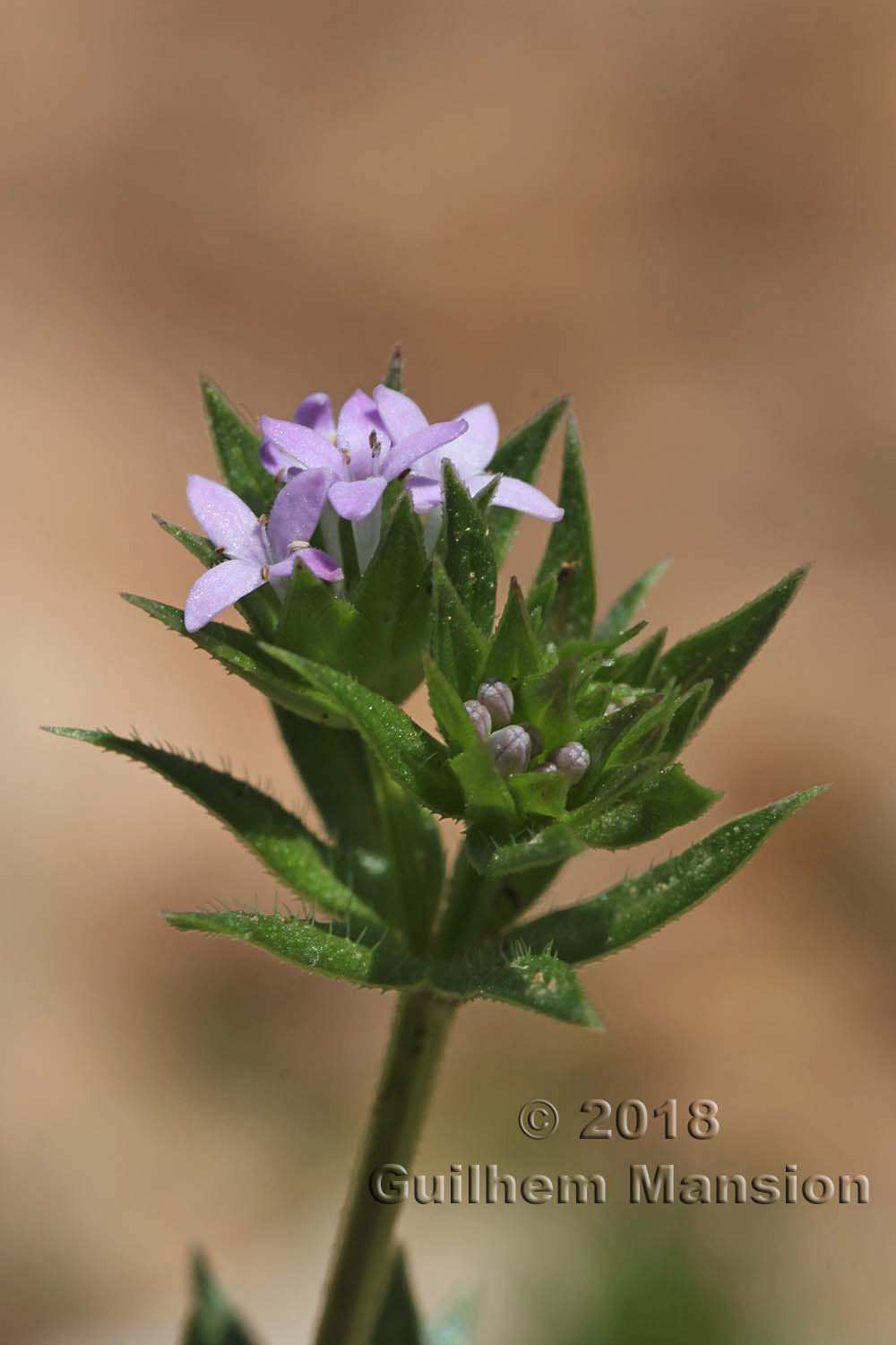 Sherardia arvensis