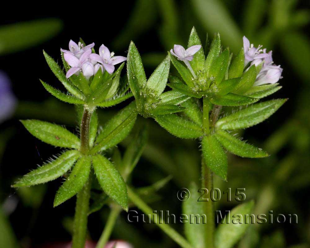 Sherardia arvensis