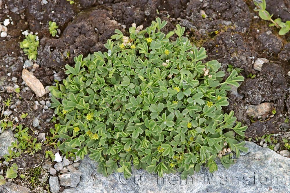 Sibbaldia procumbens