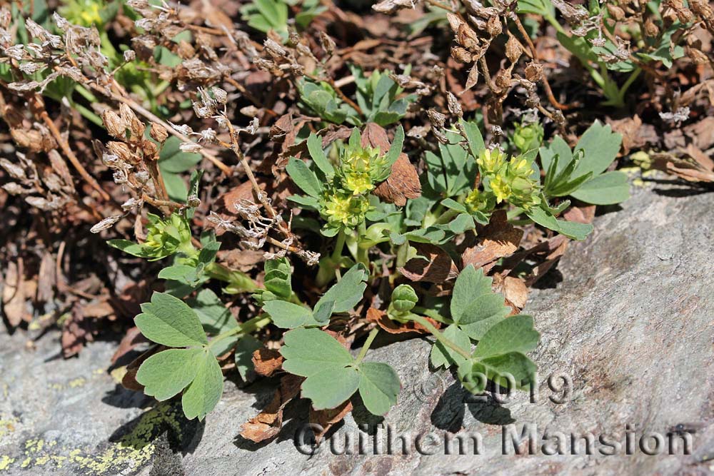 Sibbaldia procumbens