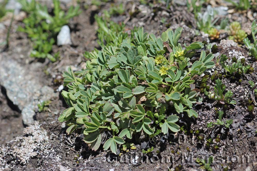 Sibbaldia procumbens