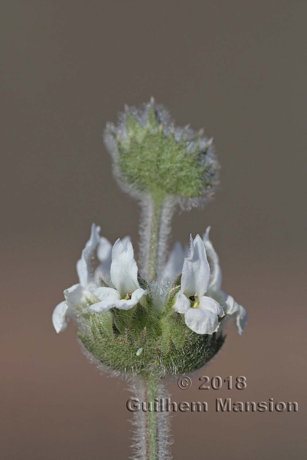 Sideritis pusilla