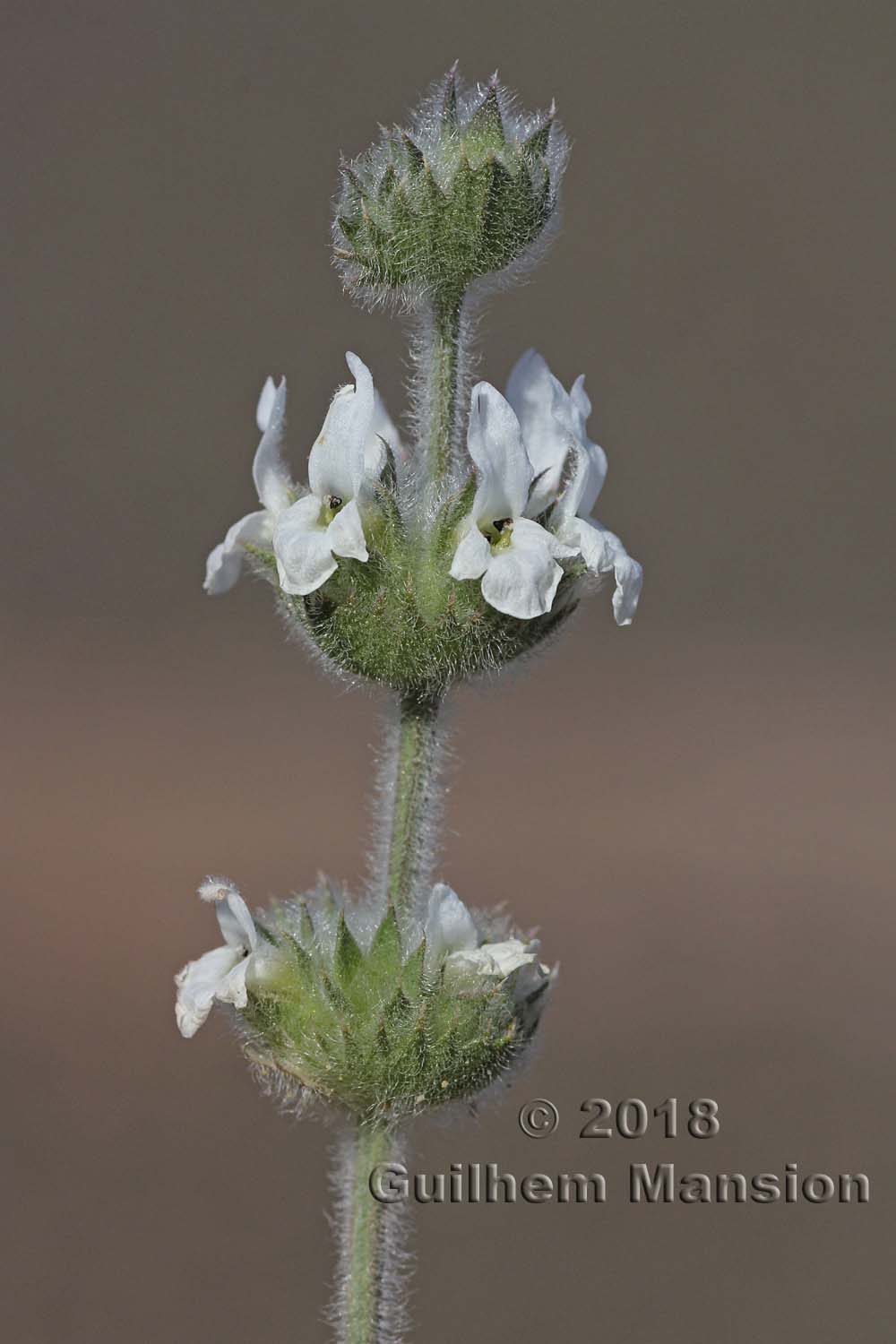 Sideritis pusilla