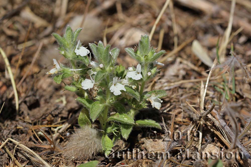 Sideritis romana