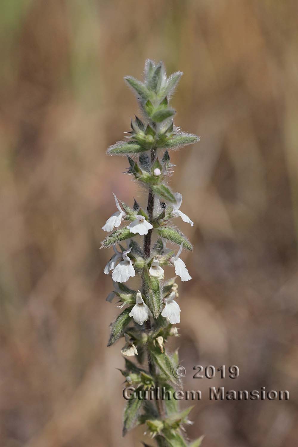 Sideritis romana