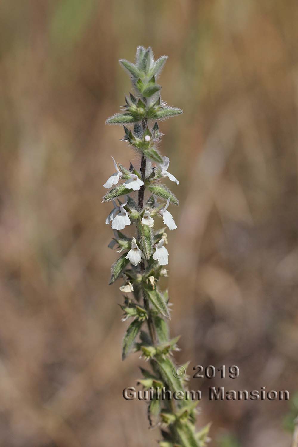 Sideritis romana