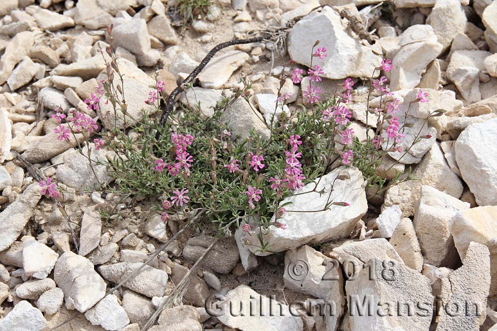 Silene colorata