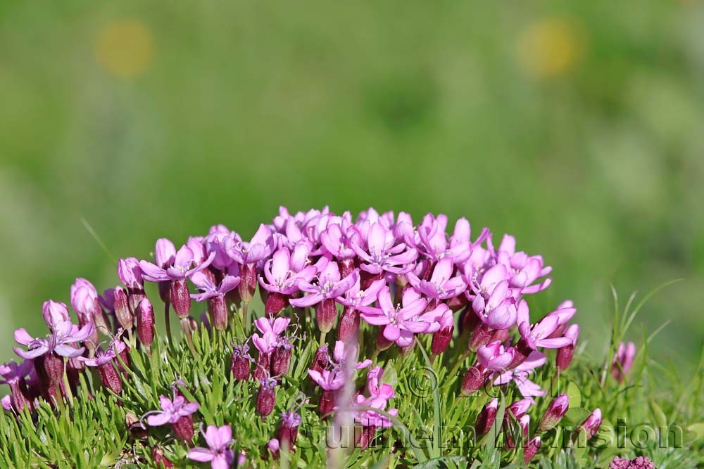 Silene acaulis