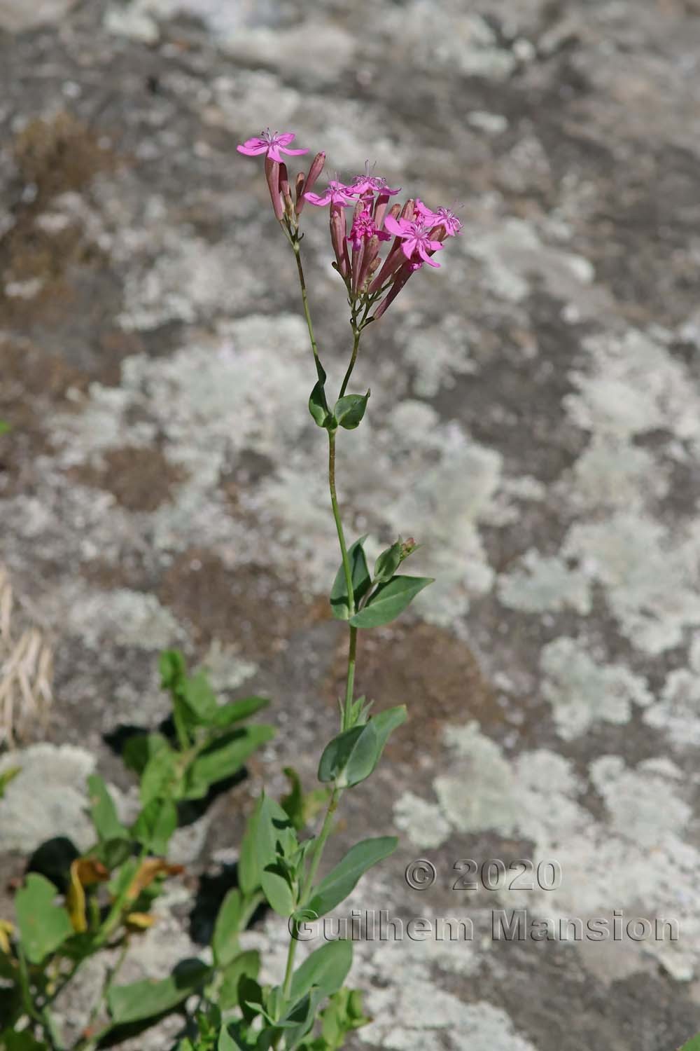 Atocion armeria [Silene armeria]