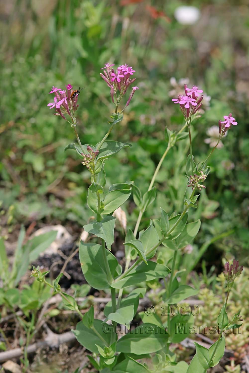 Atocion armeria [Silene armeria]