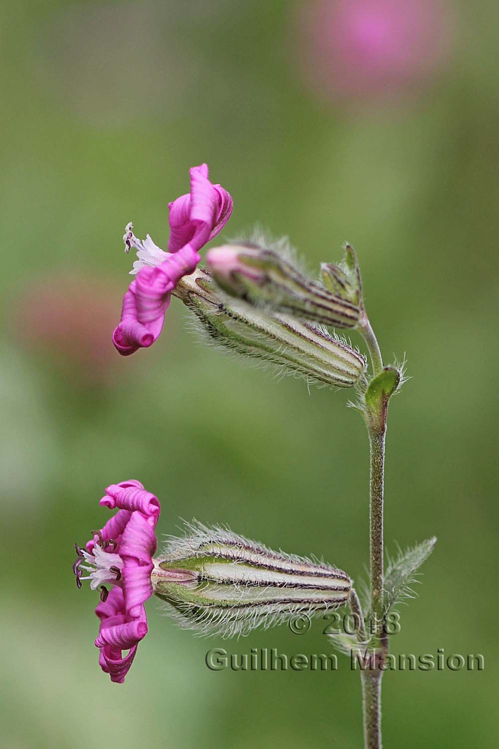 Silene colorata