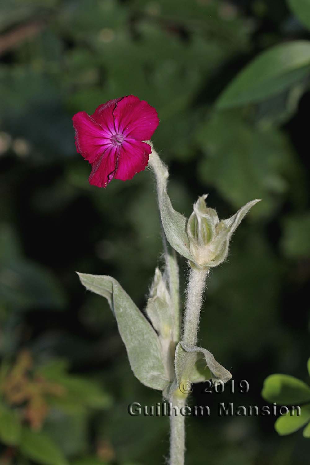 Silene coronaria