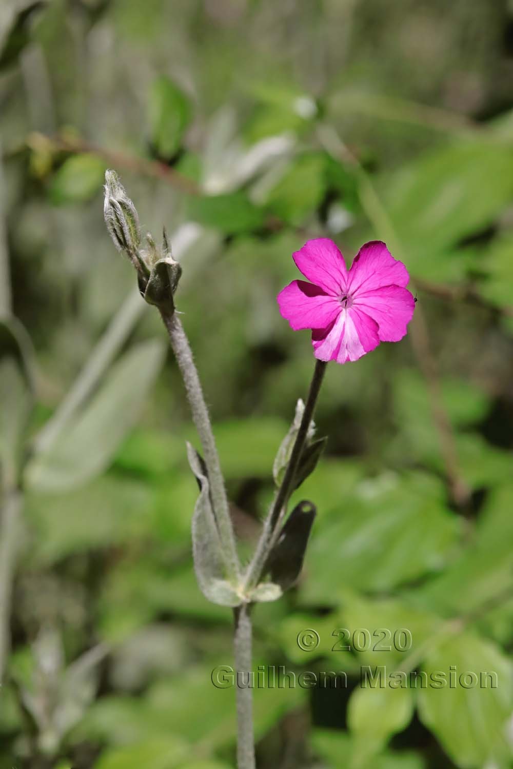 Silene coronaria