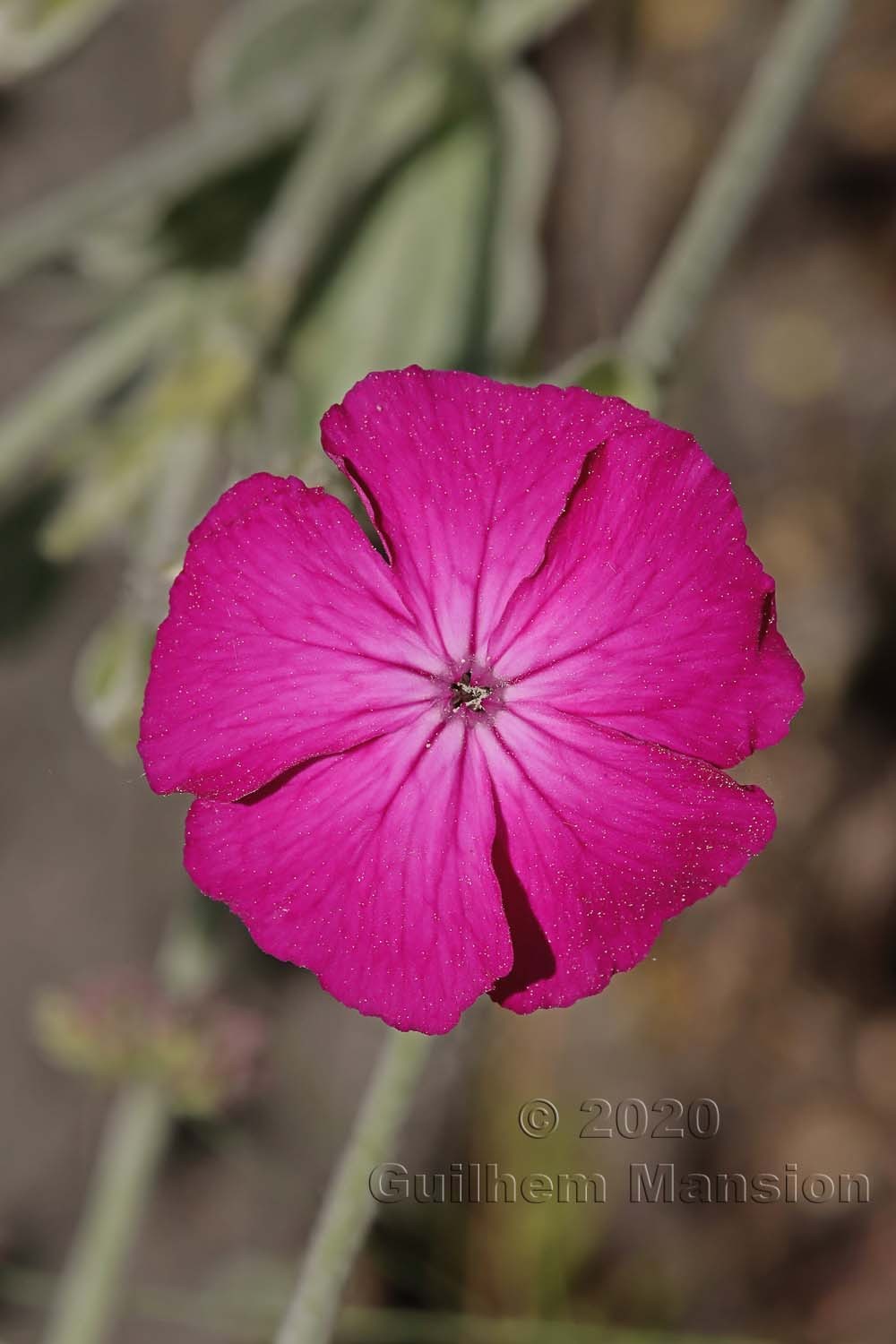 Silene coronaria