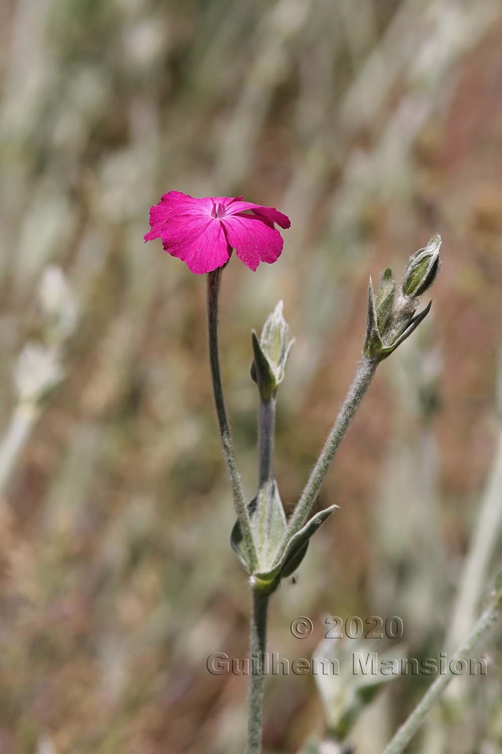 Silene coronaria