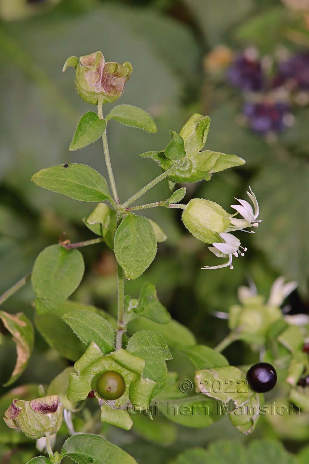 Silene baccifera [Cucuballus baccifer] 