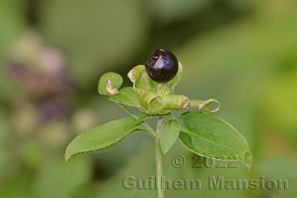 Silene baccifera [Cucuballus baccifer] 