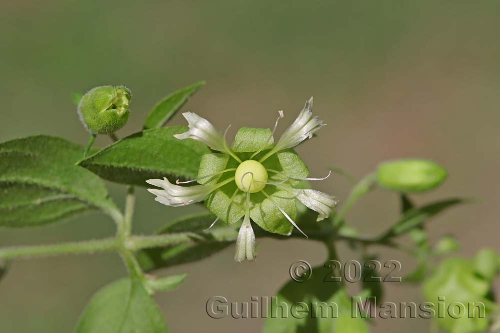 Silene baccifera [Cucuballus baccifer]