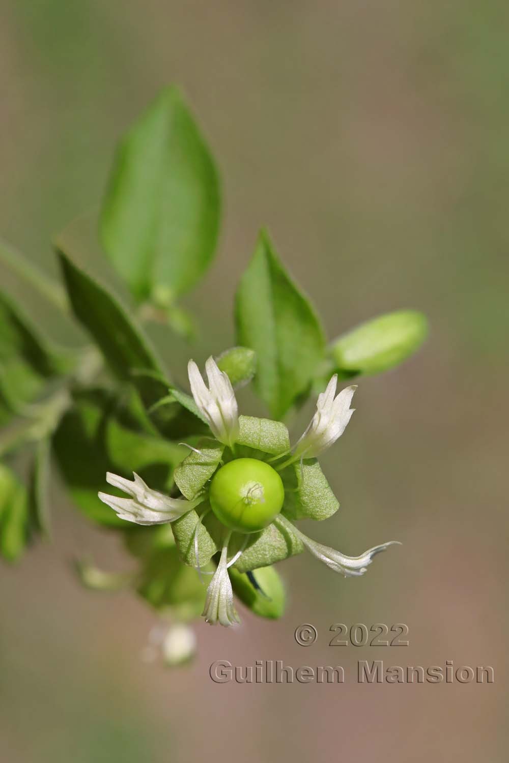 Silene baccifera [Cucuballus baccifer]