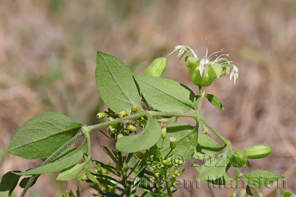 Silene baccifera [Cucuballus baccifer]