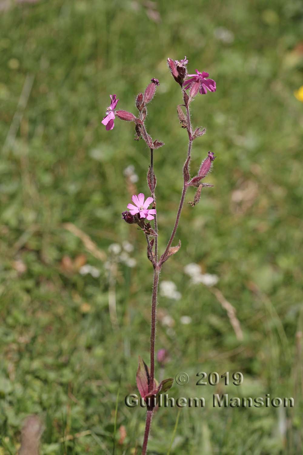 Silene dioica