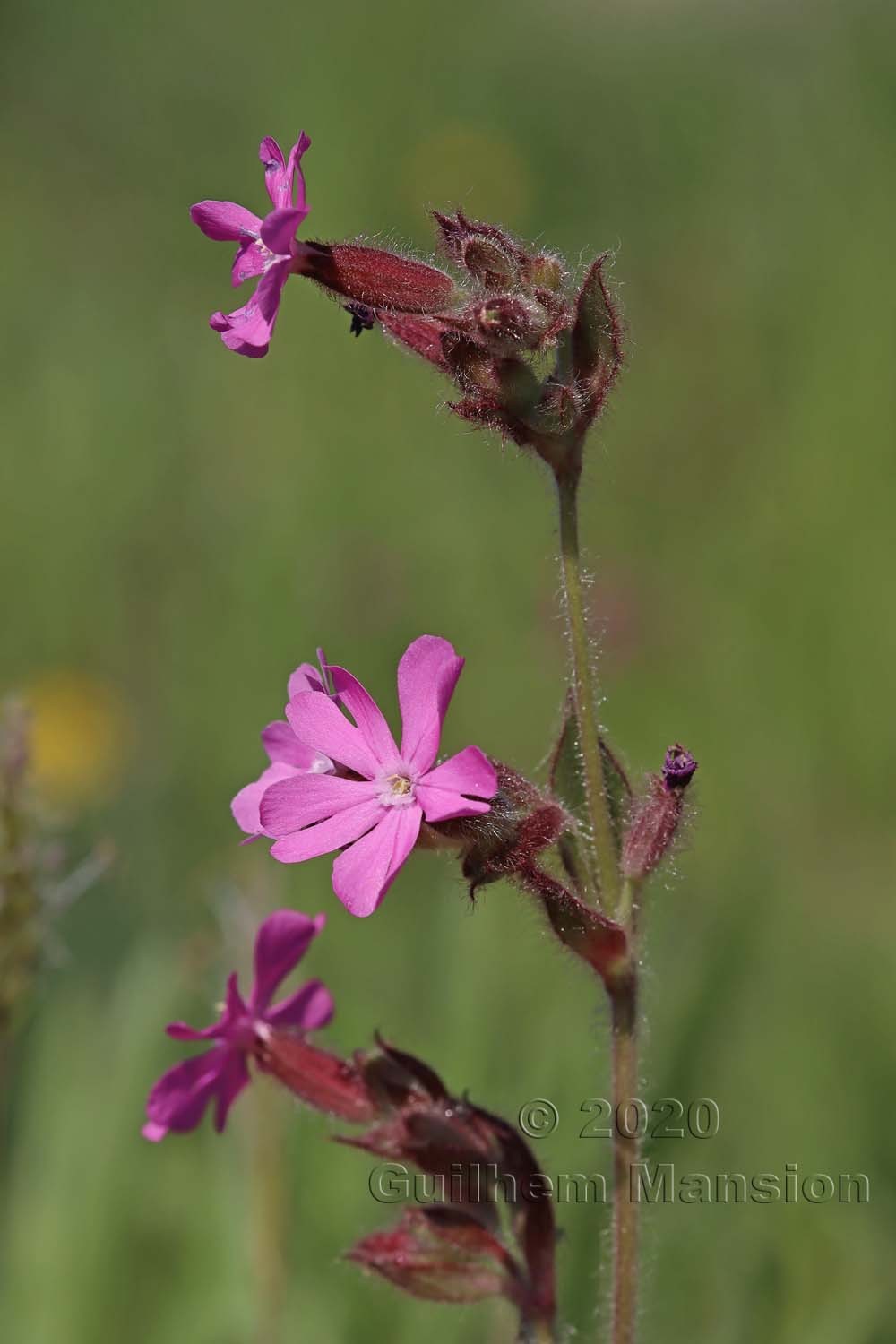 Silene dioica