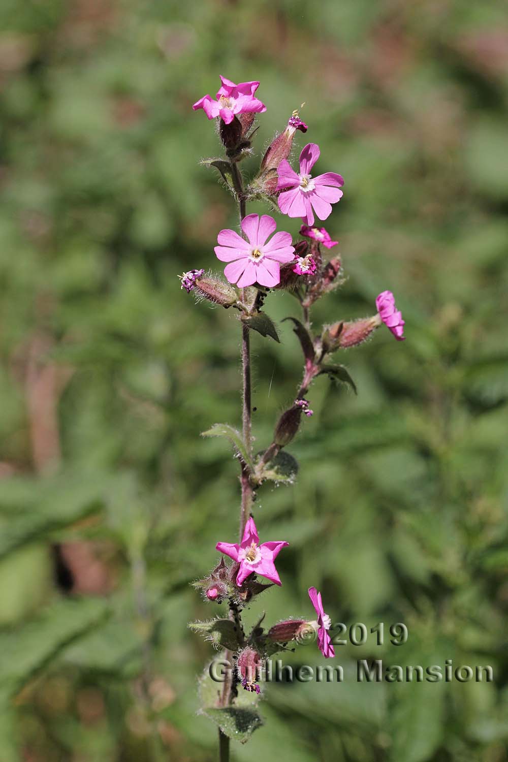 Silene dioica