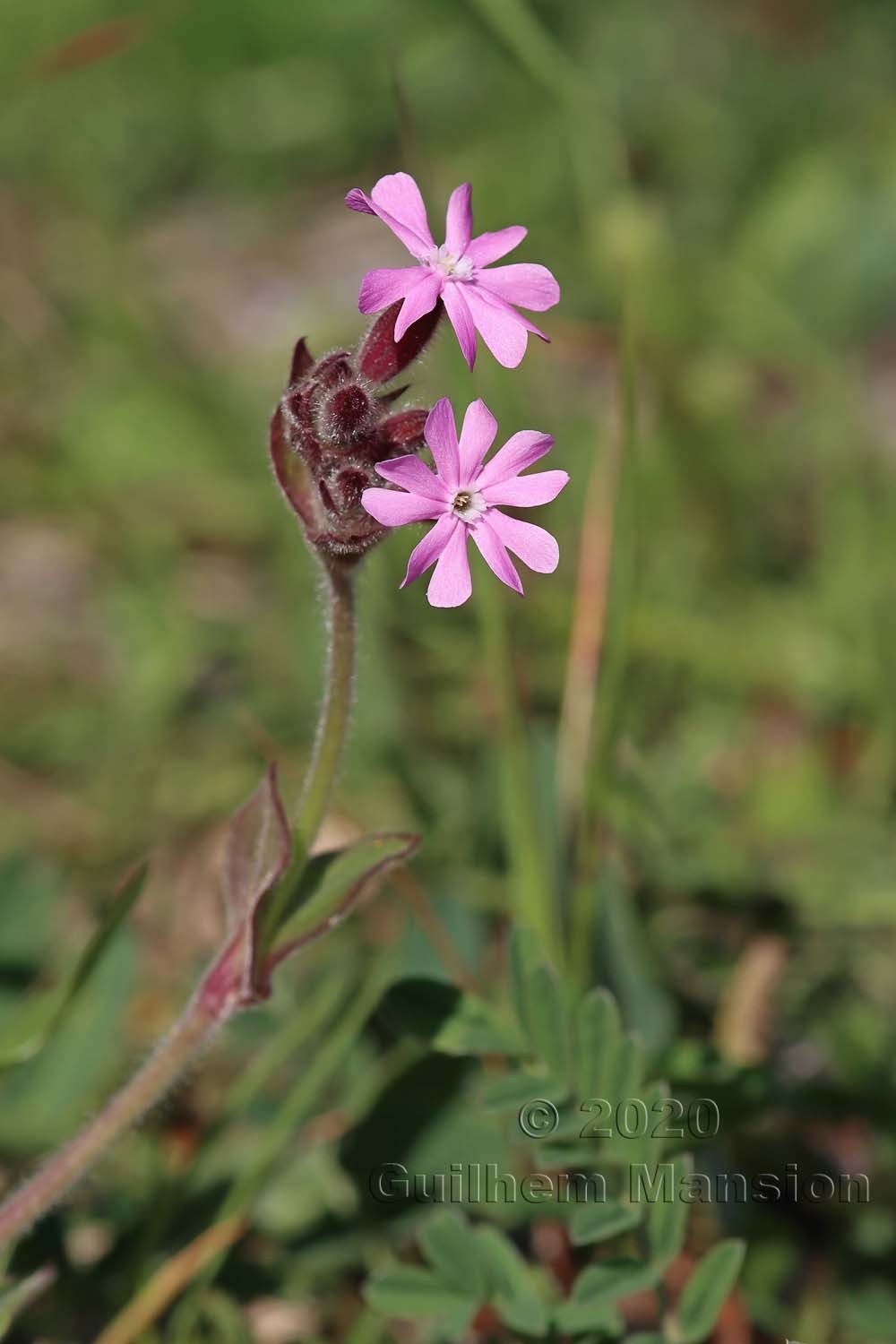 Silene dioica