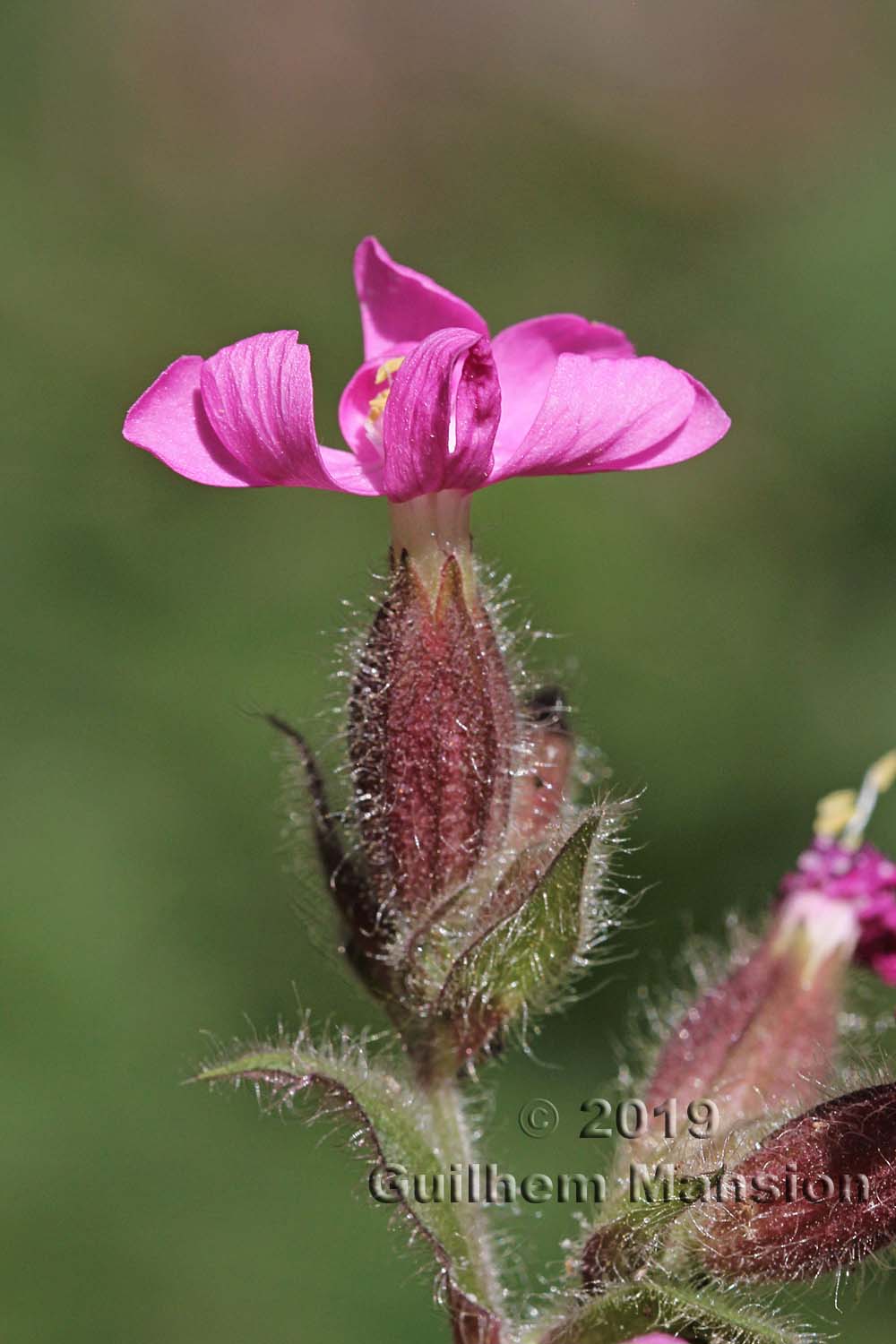 Silene dioica