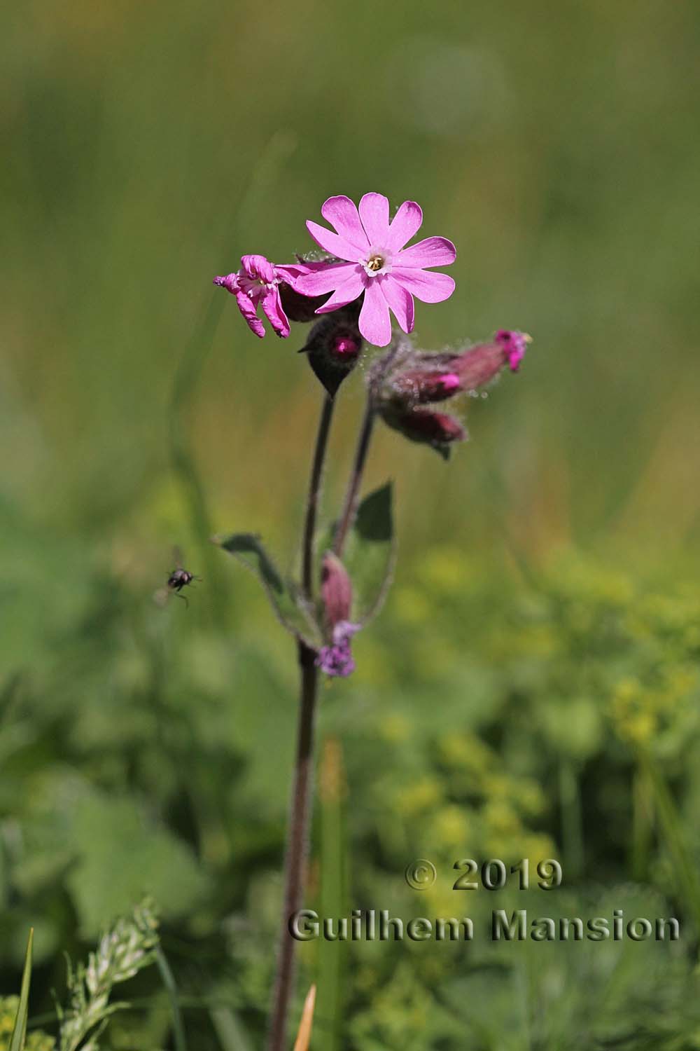 Silene dioica