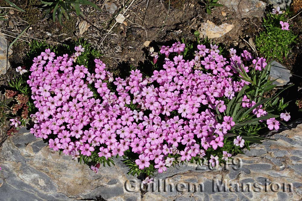 Silene acaulis