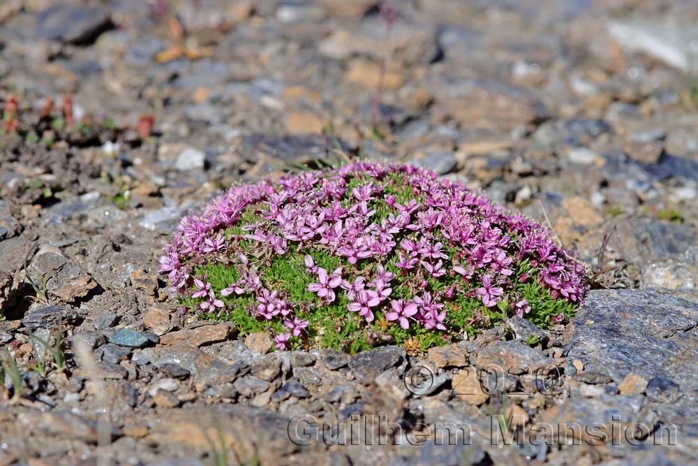 Silene exscapa