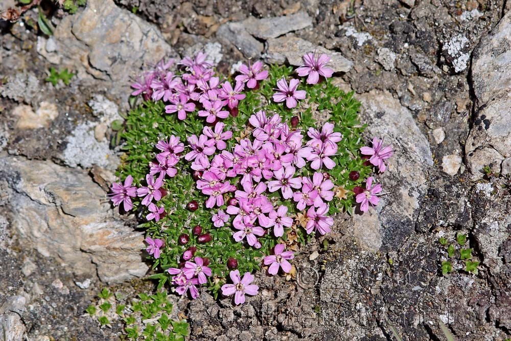 Silene exscapa