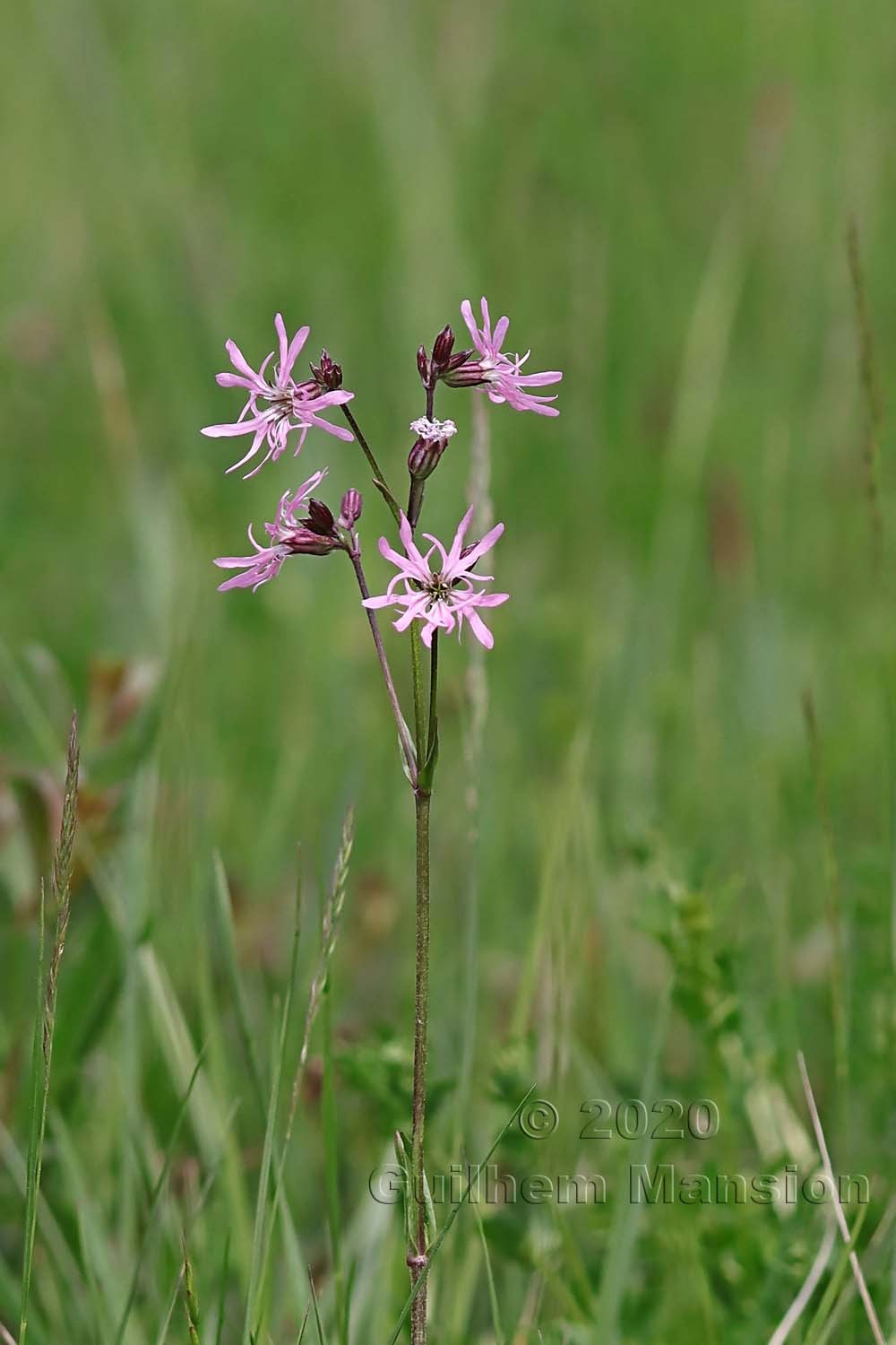 Silene flos-cuculi