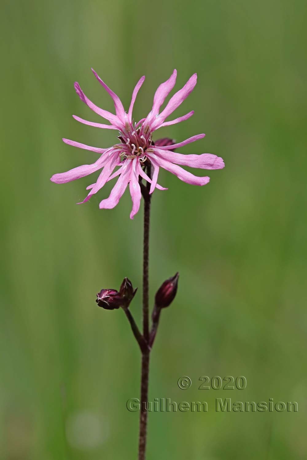 Silene flos-cuculi