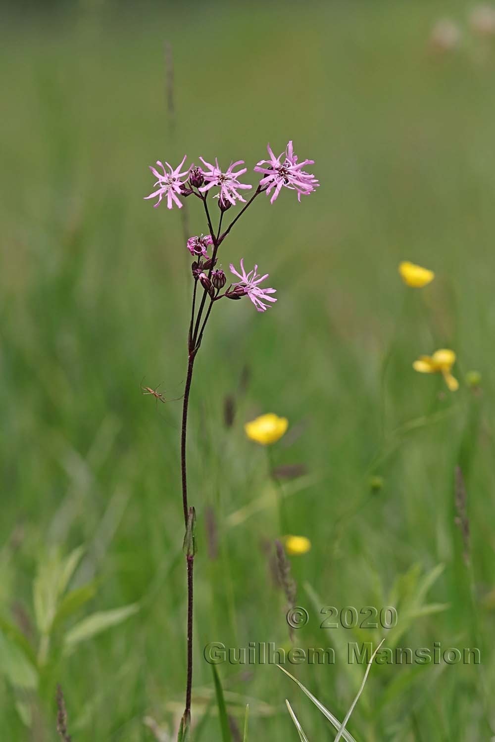 Silene flos-cuculi