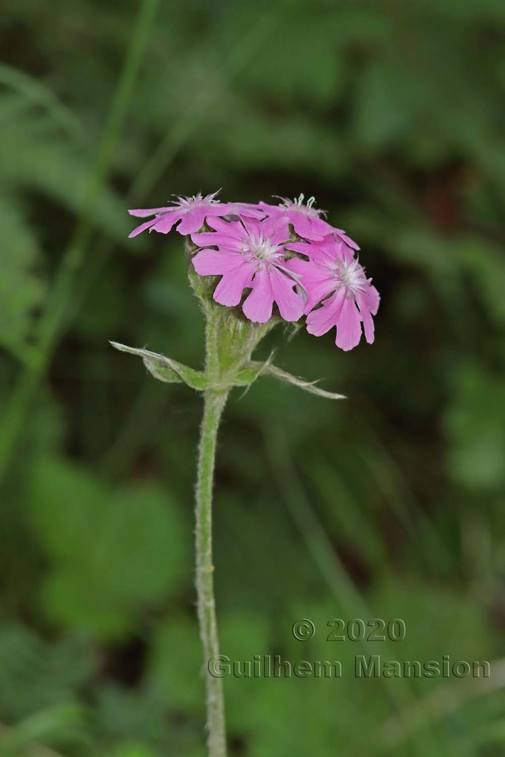 Silene flos-jovis