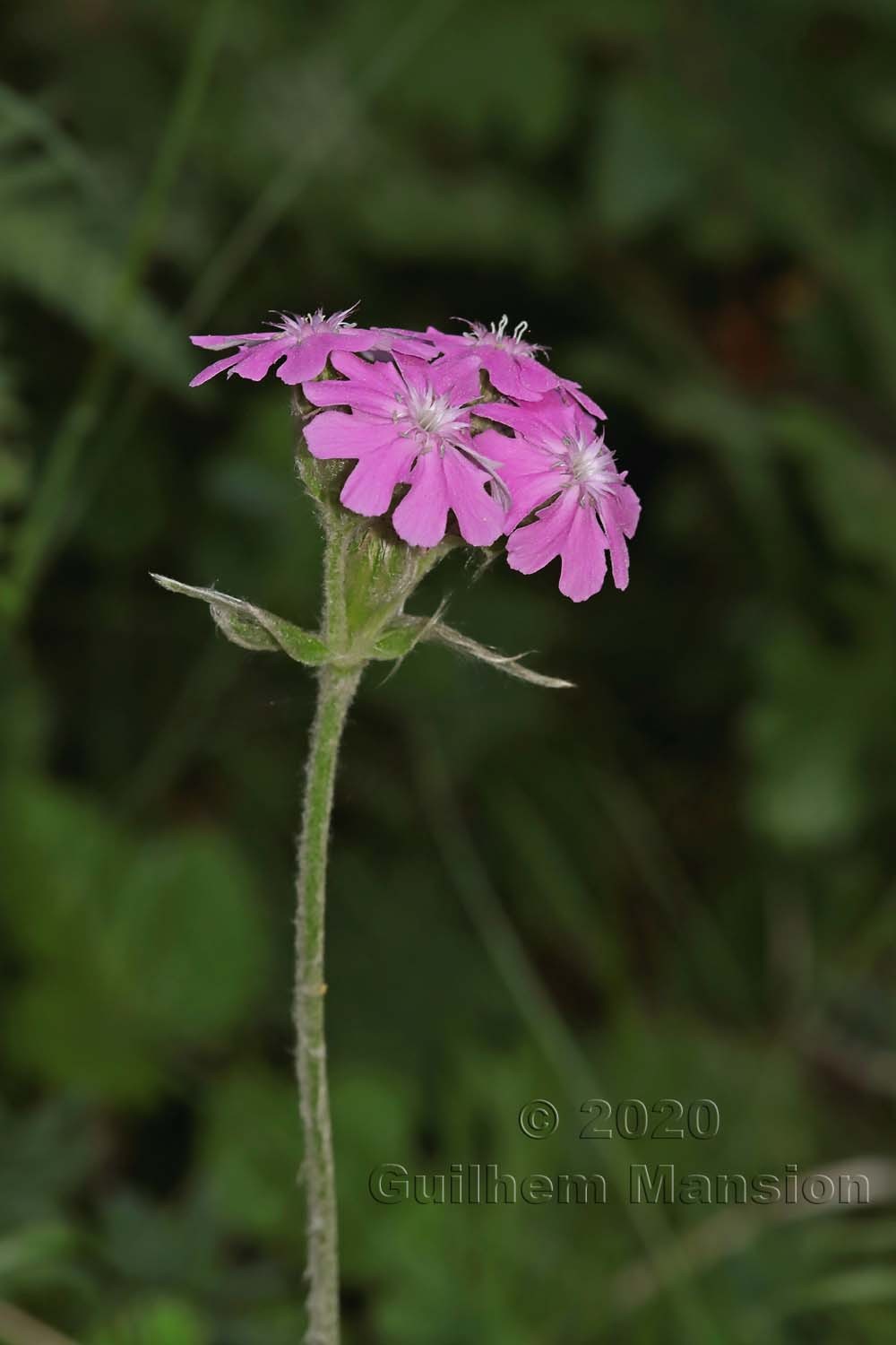 Silene flos-jovis