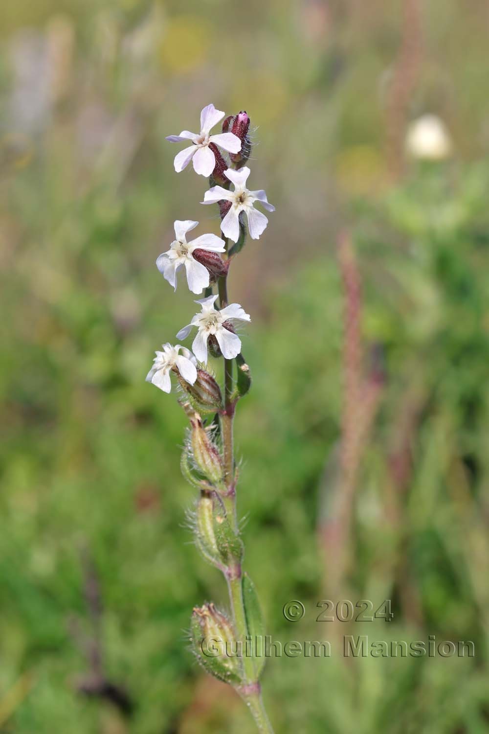 Silene gallica