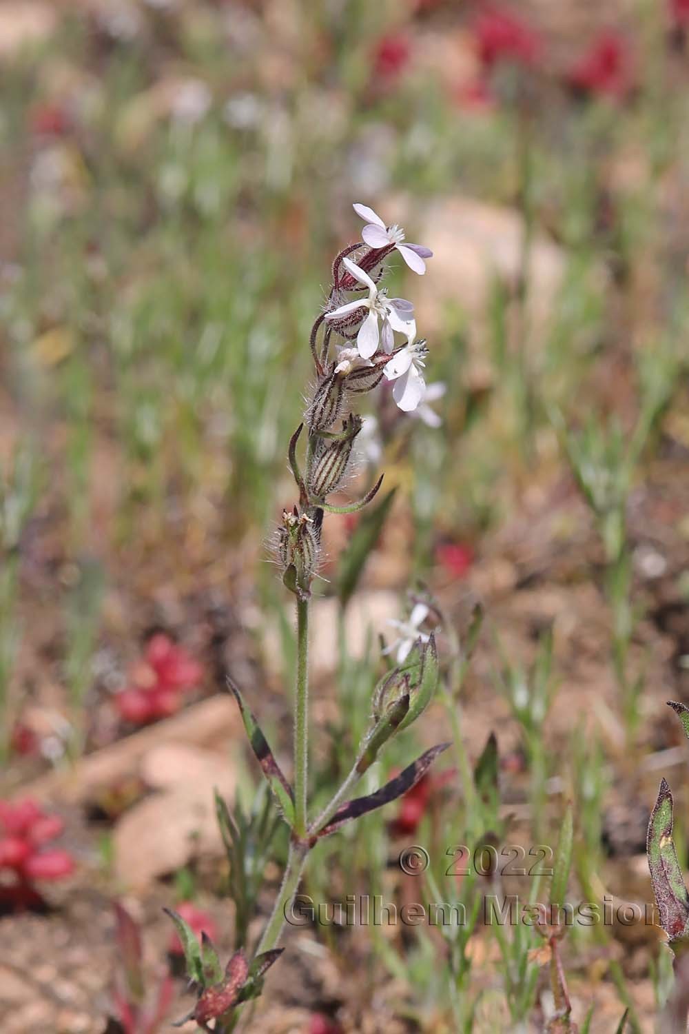 Silene gallica